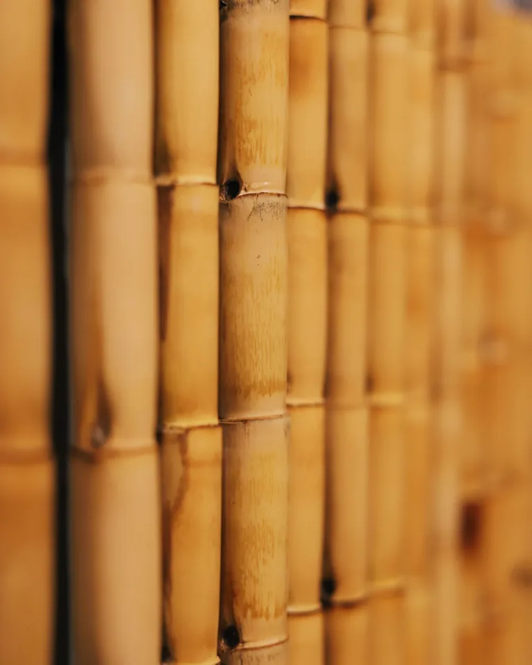 Natural bamboo fence screening a garden