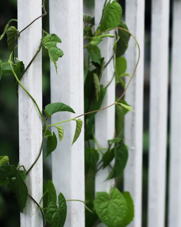 Flowering climbing plants covering a garden fence