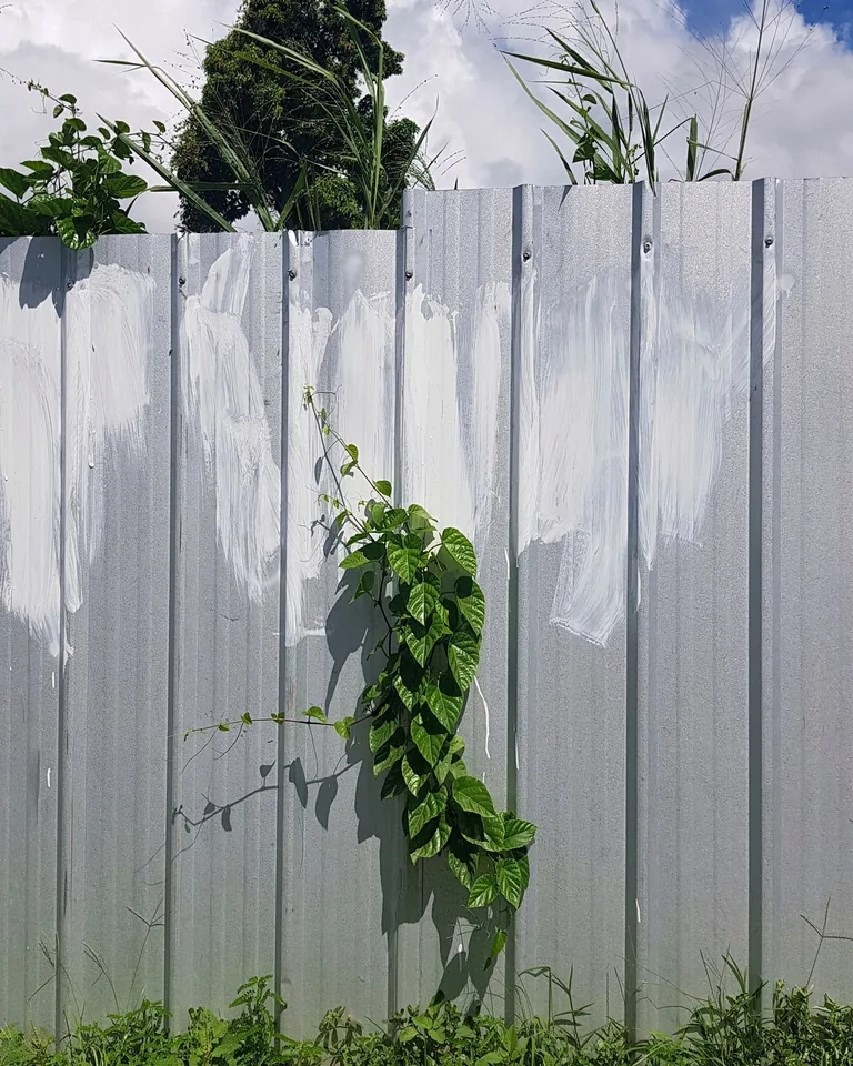 Modern garden with corrugated metal privacy screen