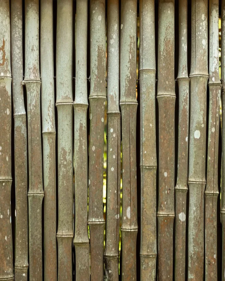 Natural bamboo fencing in a garden