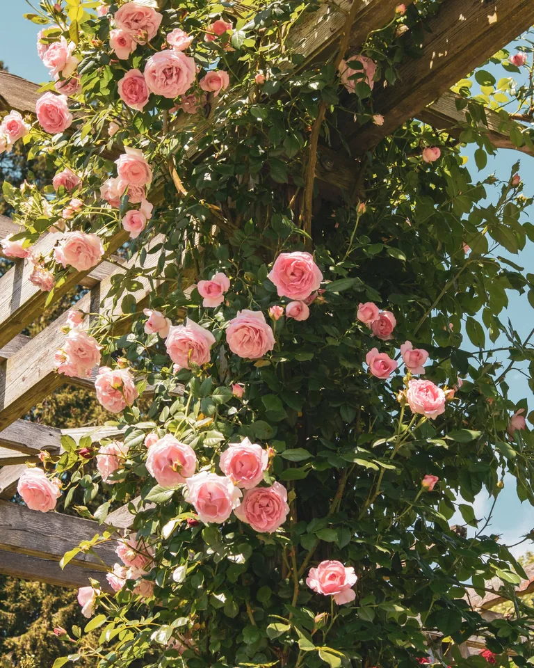 Climbing roses growing over a garden trellis