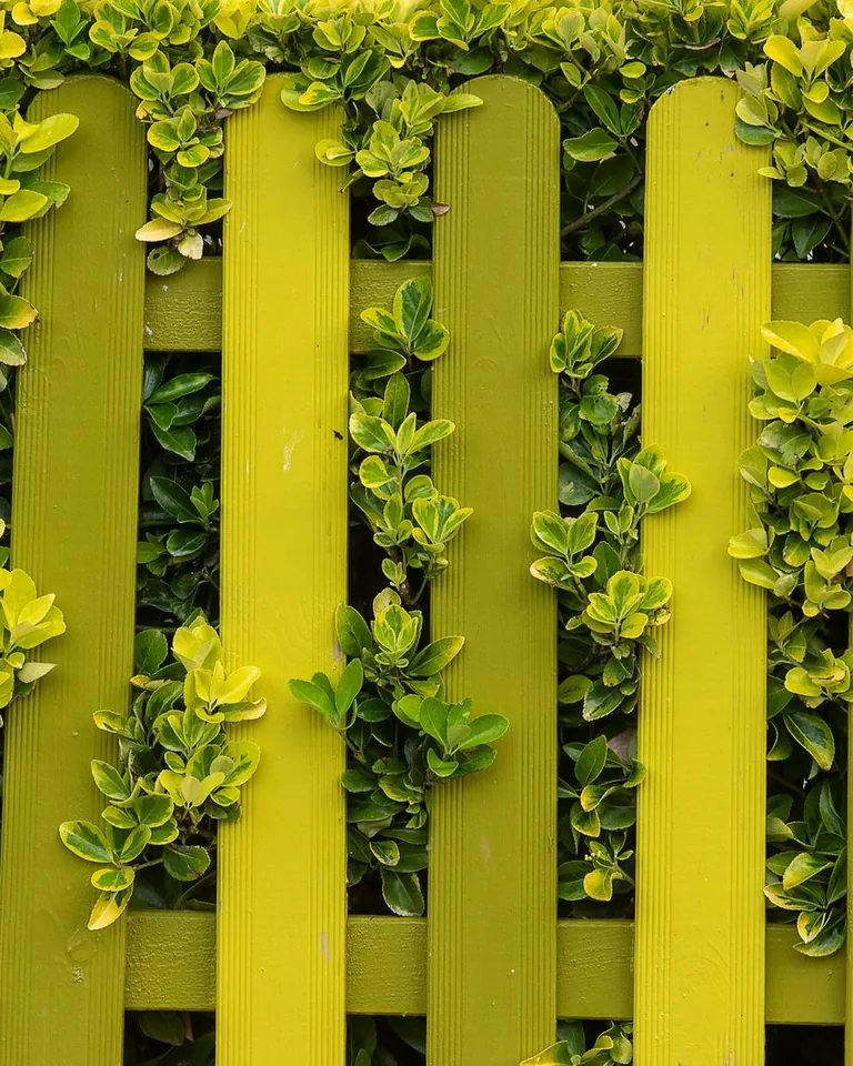 Wooden lattice panels used as garden fencing