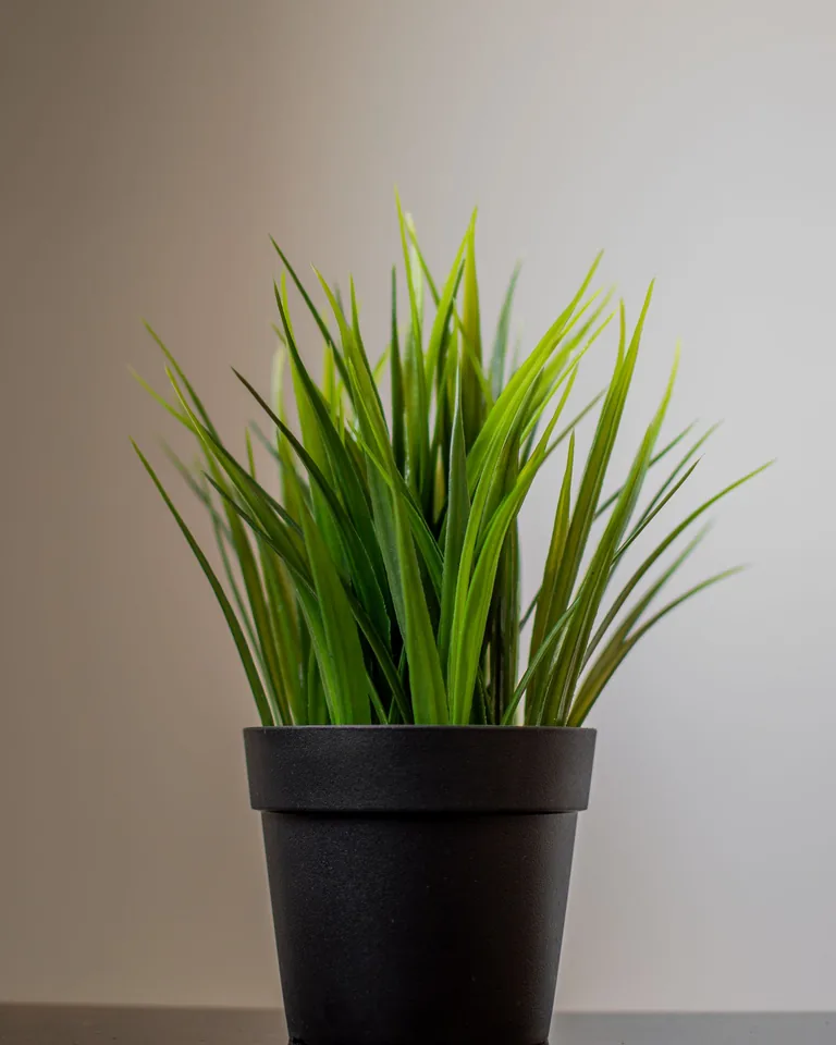 Potted ornamental grasses in a garden