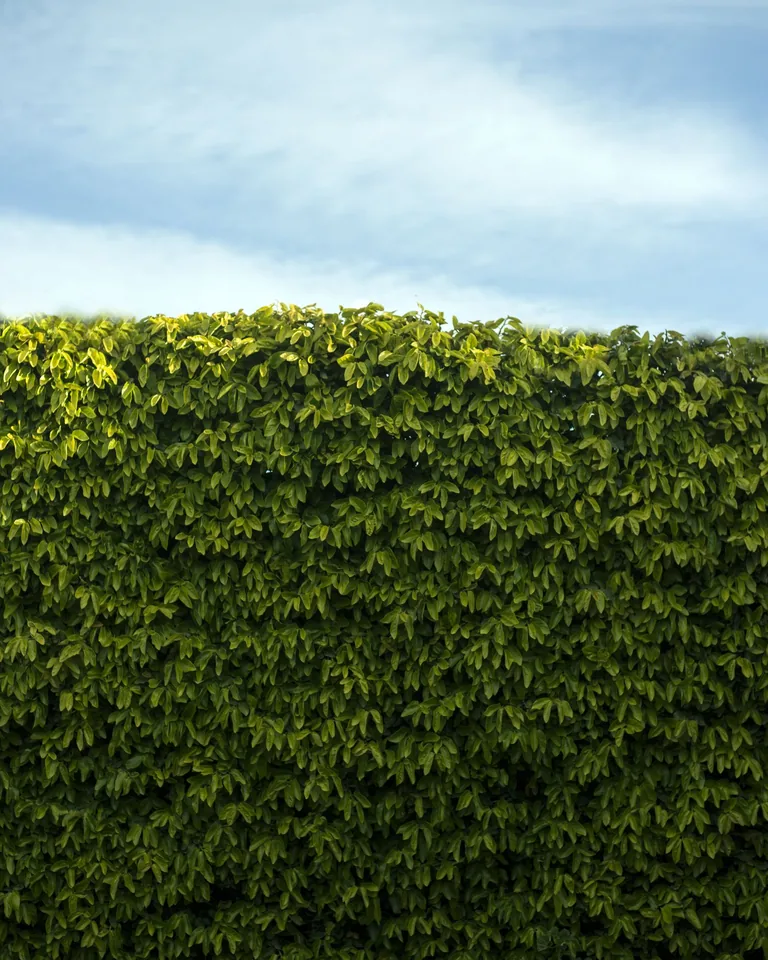 Dense green hedge forming a natural garden boundary