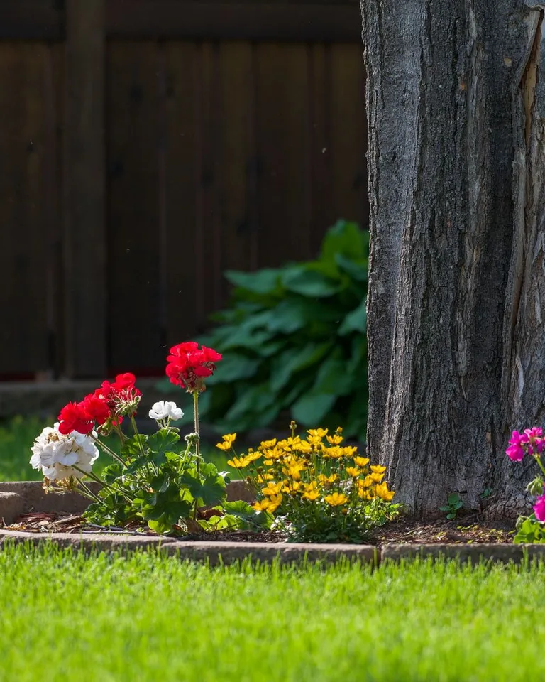 Vibrant backyard garden with colorful flowers around a tree trunk