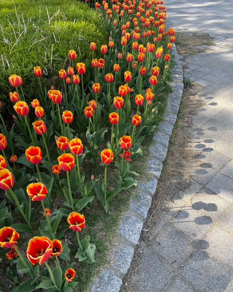 Bright red tulips blooming beside a stone walkway