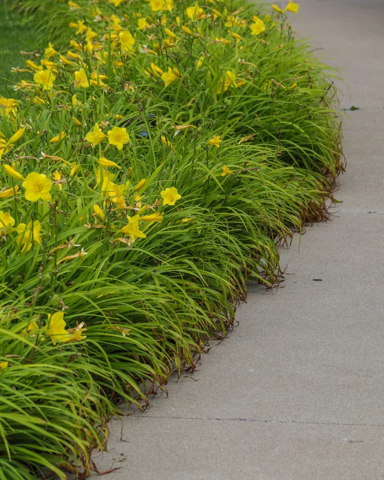 Vivid yellow daylilies lined along a pathway