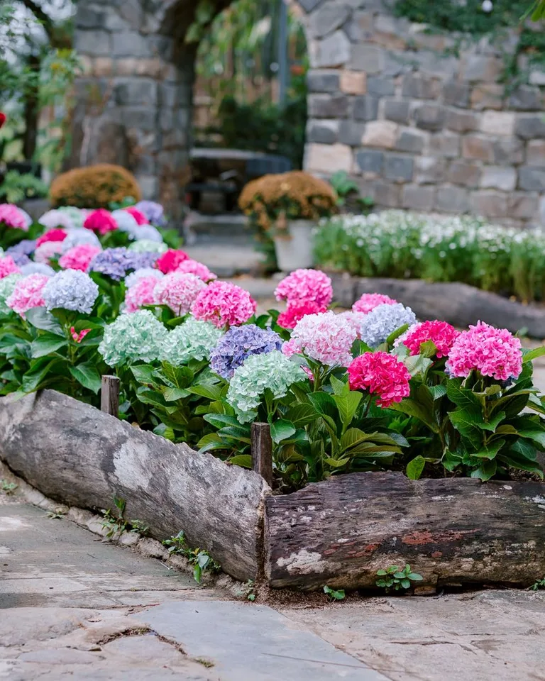 Hydrangeas blooming in a garden with stone pathways and wood borders