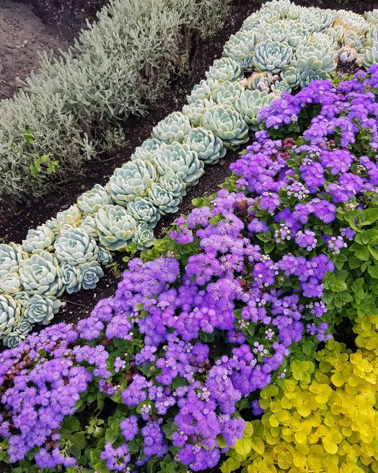 Colorful array of succulents and flowers in a garden display