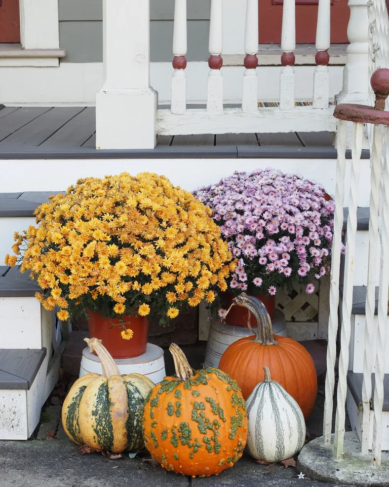 Charming autumn porch with vibrant mums and decorative pumpkins