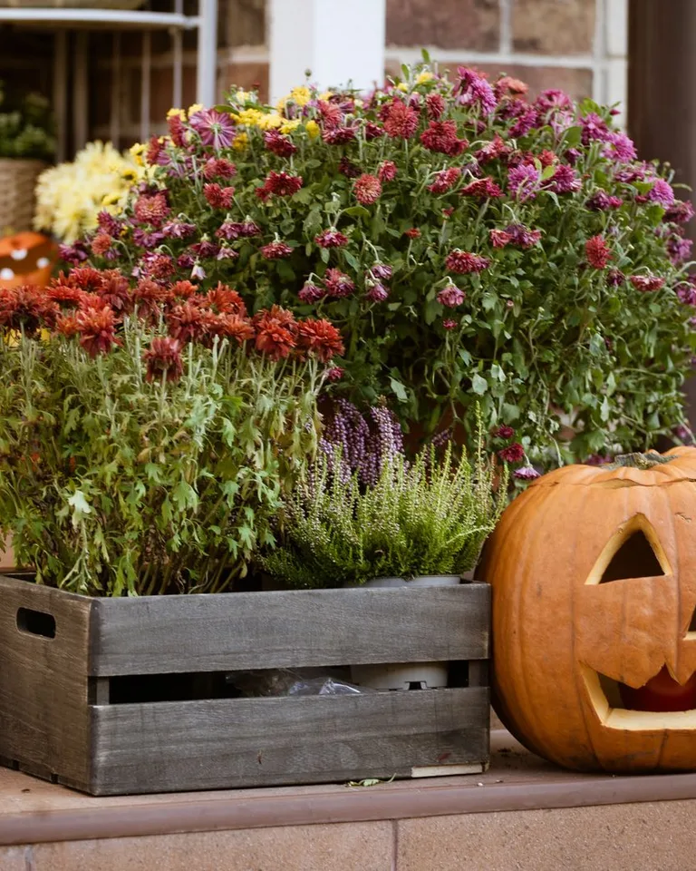 Carved pumpkin with vibrant chrysanthemums on a porch