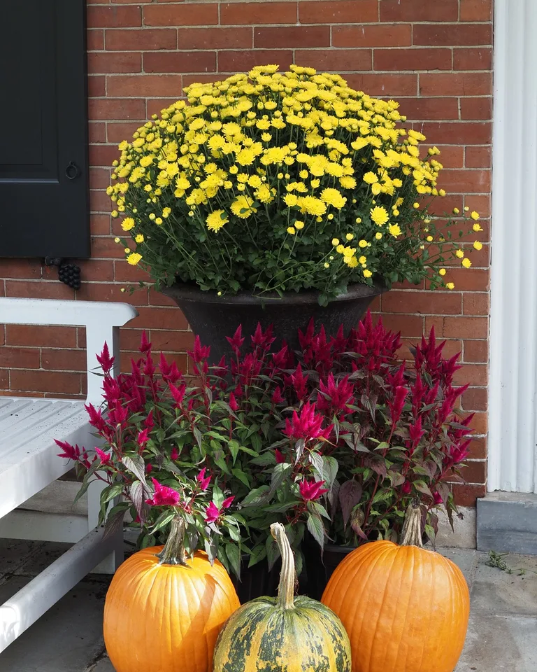 Autumn display with pumpkins and chrysanthemums by a brick wall