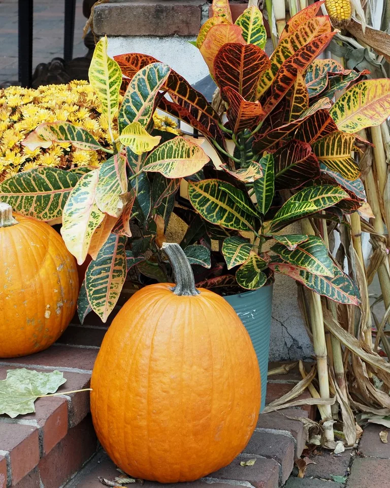 Pumpkins, crotons, and chrysanthemums on brick steps