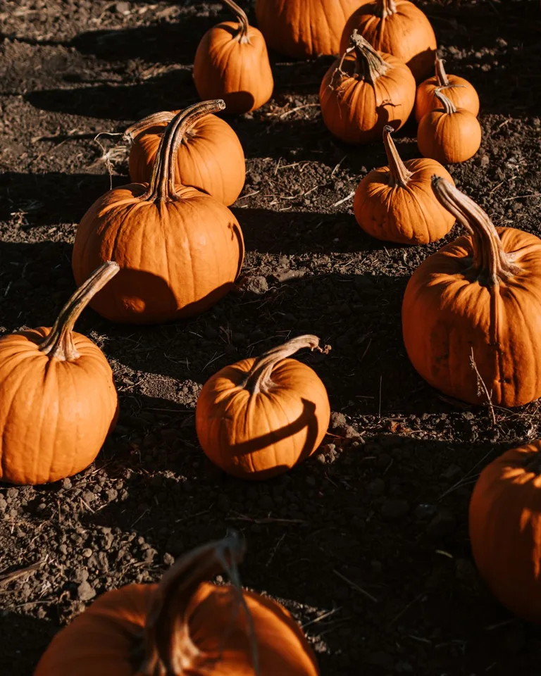 Hand-painted pumpkins with cute faces for Halloween