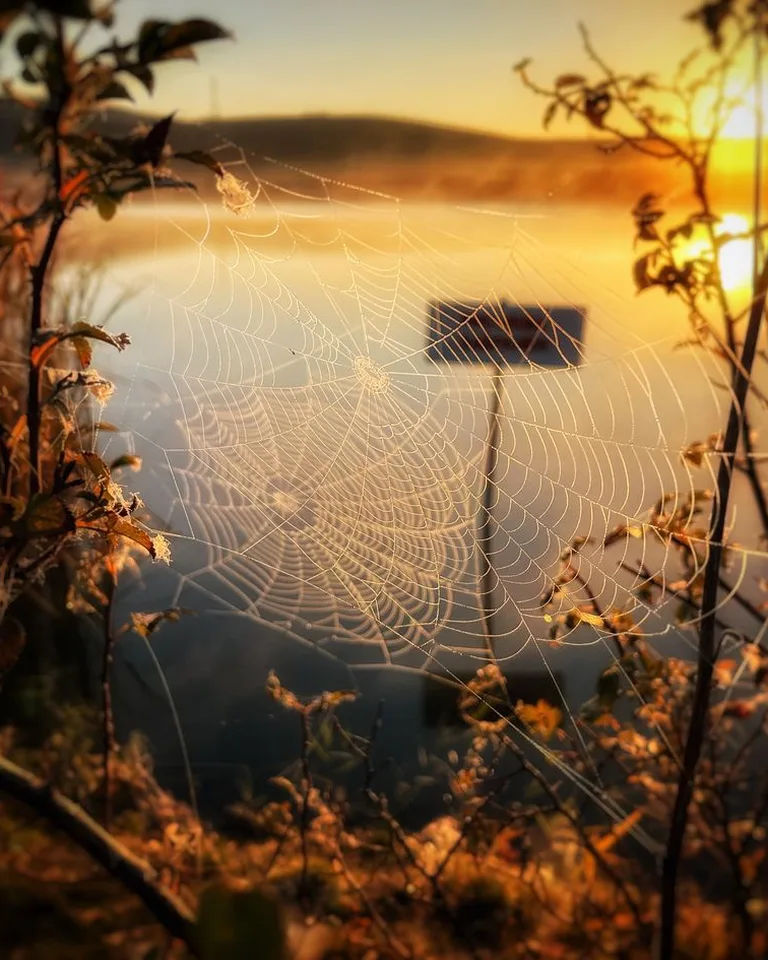 Spider web glistening at sunset, Halloween decoration idea