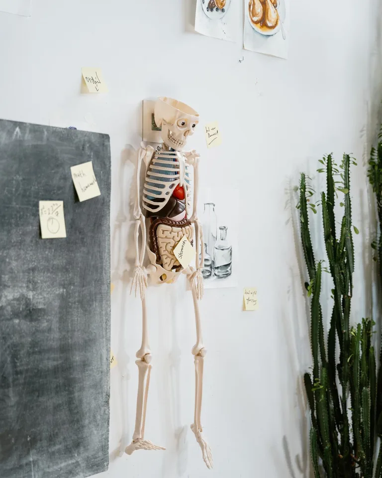 Plastic skeleton decoration posed for Halloween
