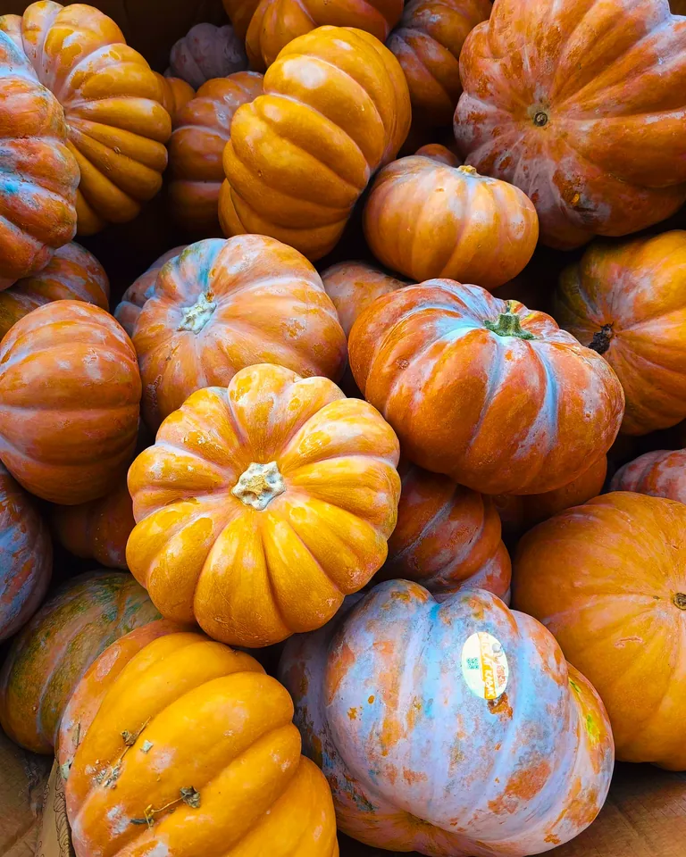 Vivid orange pumpkins piled together for autumn harvest