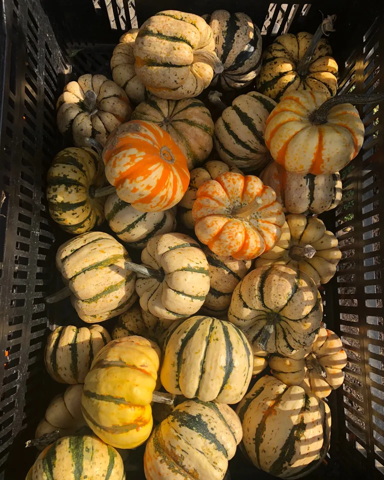 Ripe pumpkins arranged in a basket for autumn