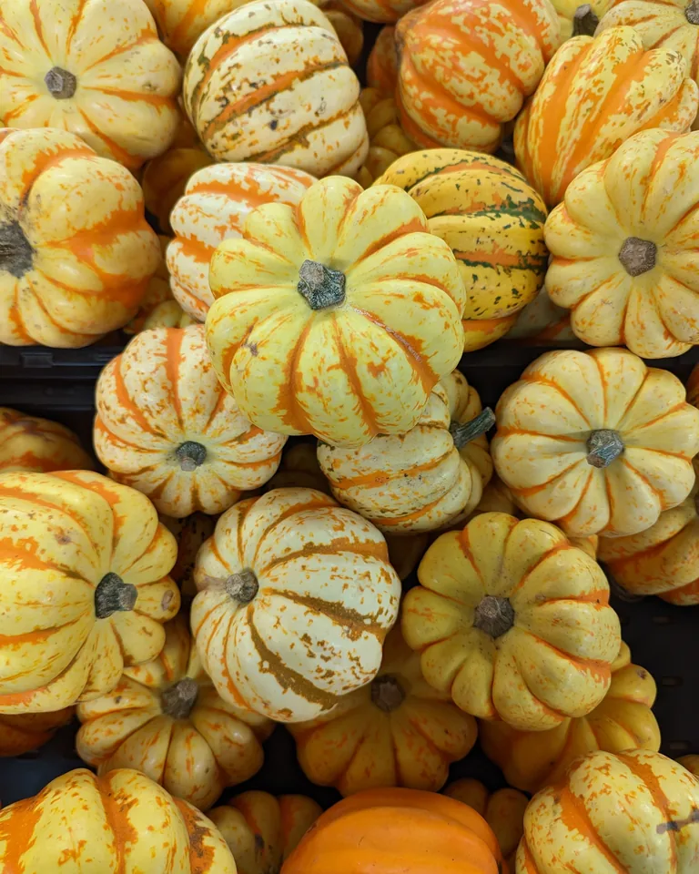 Vibrant display of autumn gourds