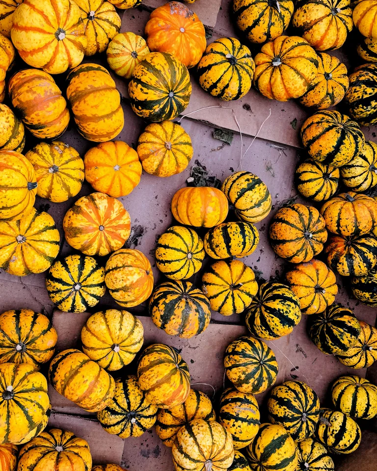 Vivid array of multicolored pumpkins for fall decor