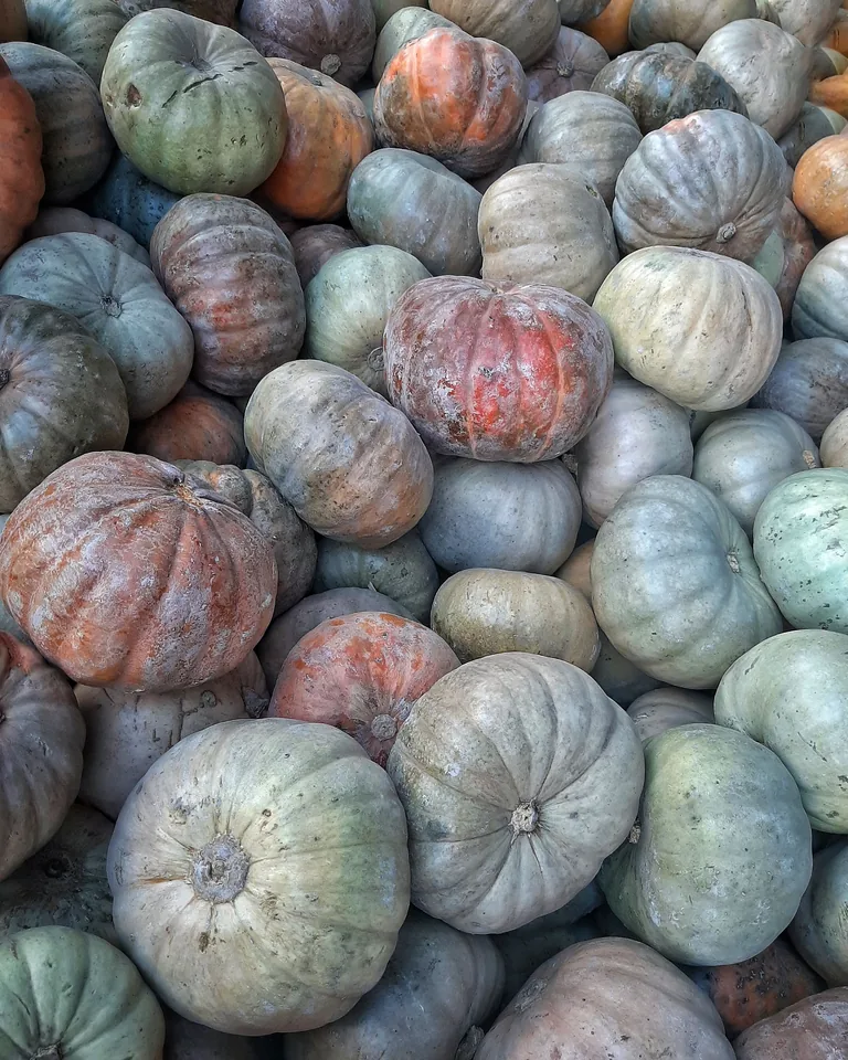 Colorful pile of heirloom pumpkins for autumn display