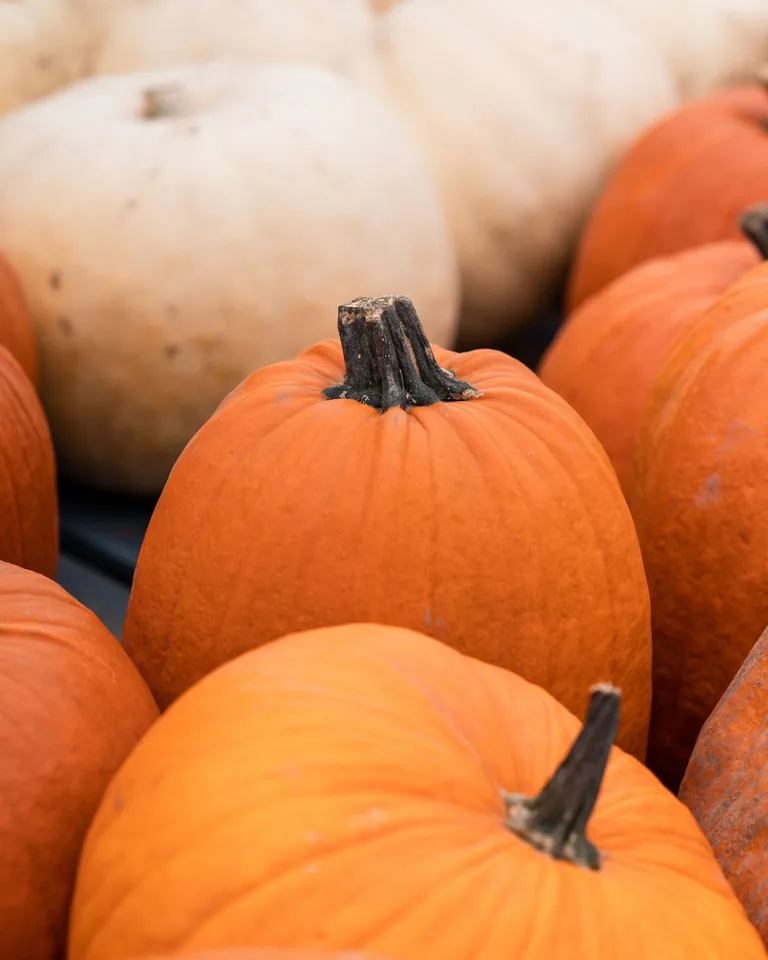 Close-up of orange and white pumpkins for autumn harvest