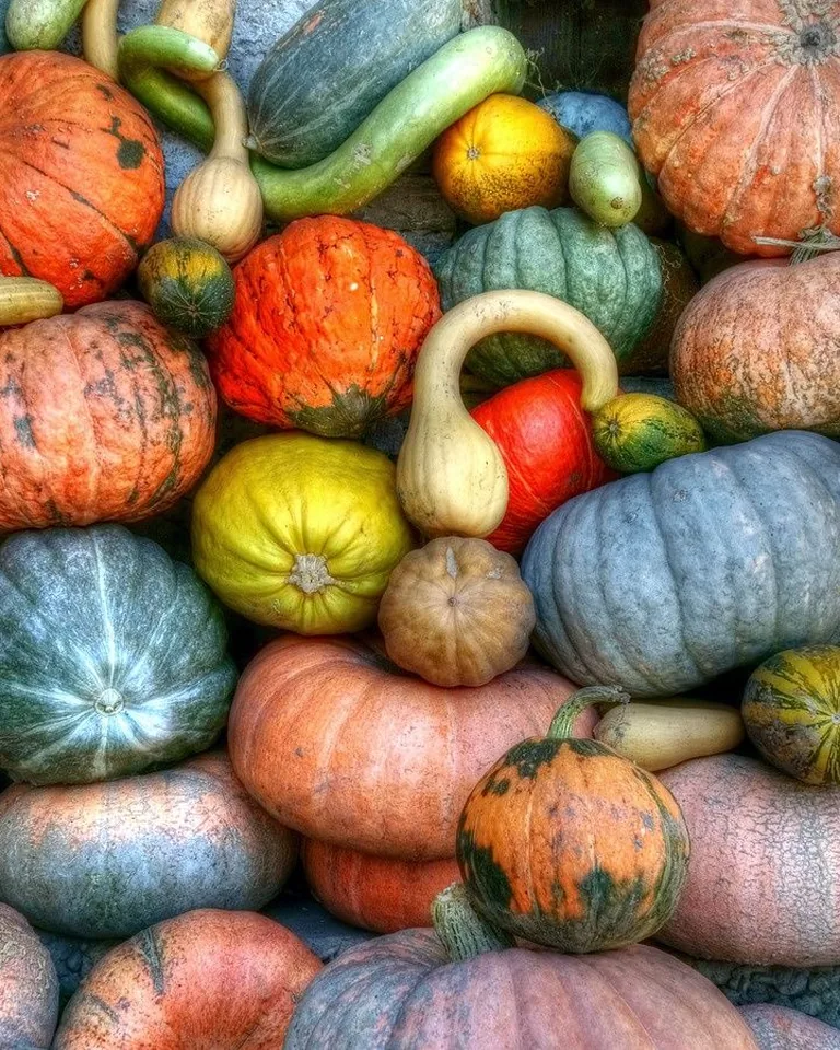 Assortment of green, orange and yellow pumpkins and gourds