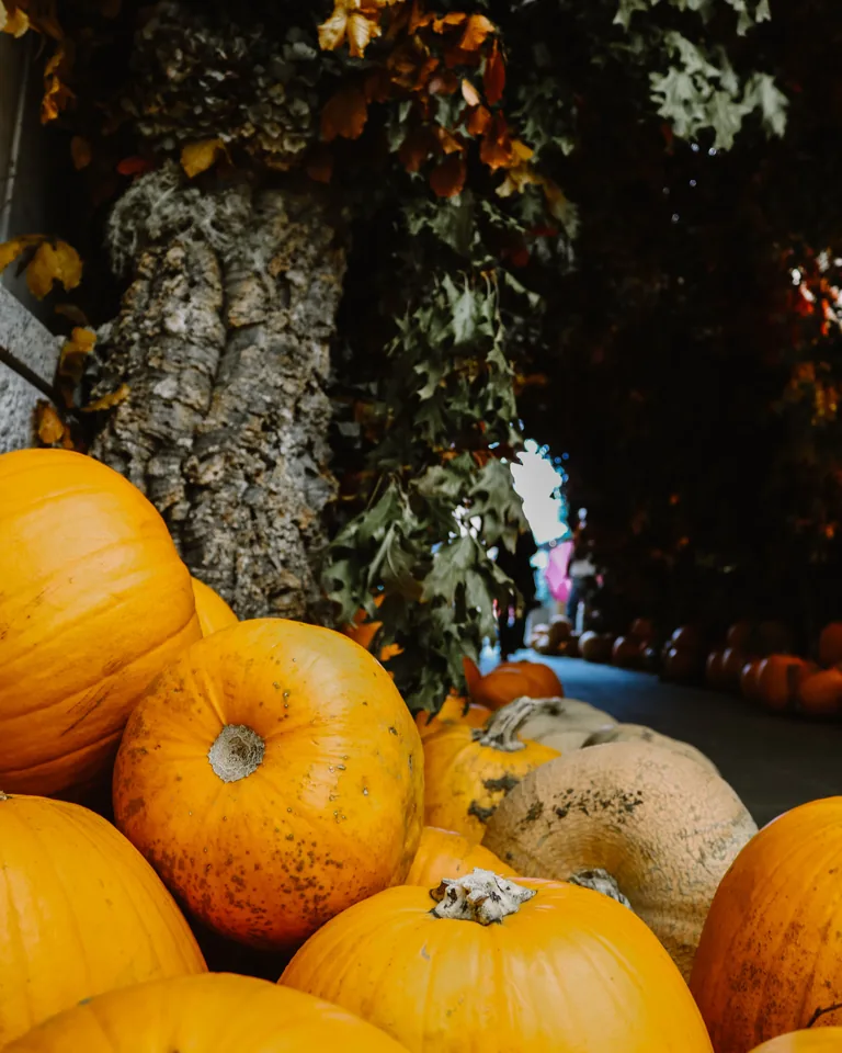 Stack of pumpkins arranged in a totem