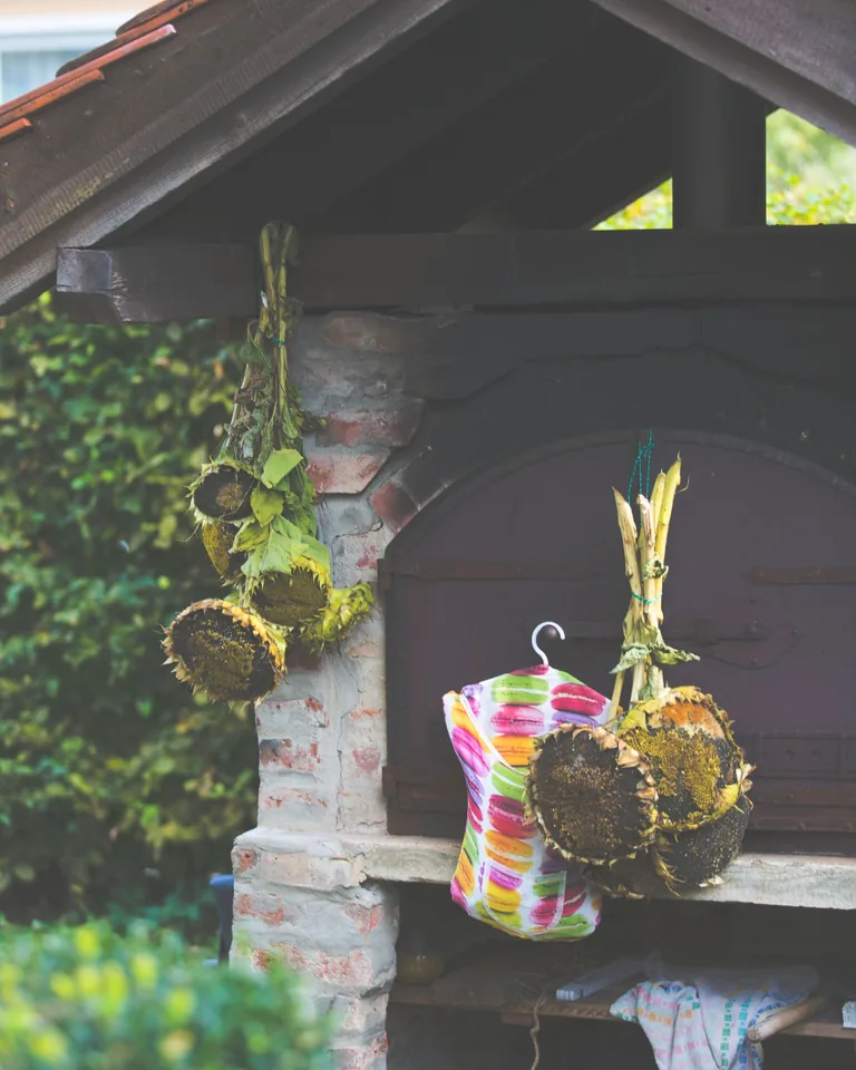 Sunflower heads drying for rustic summer decor