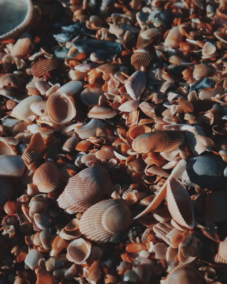 Close-up of assorted seashells scattered on a sandy beach