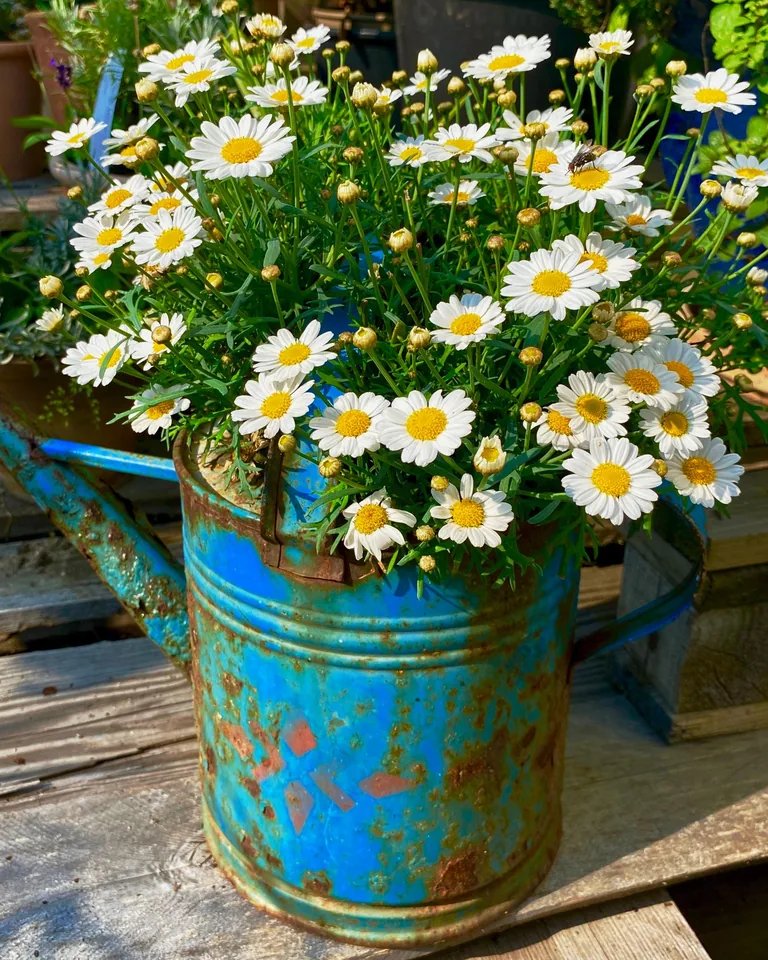 Rustic metal pitcher filled with wildflowers
